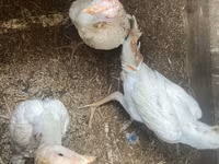 Chickens — Foto 5