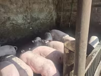 Eber, Schweine — Foto 3