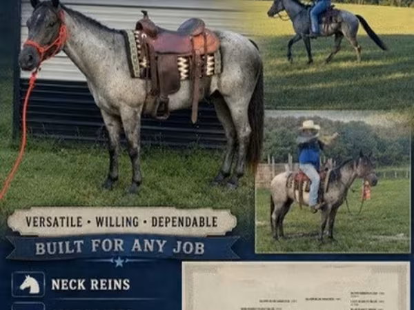 Cavalo, Quarter Horse