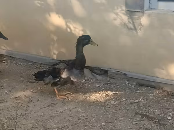 रूएन