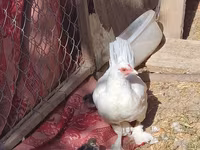 Chickens — الصورة 5