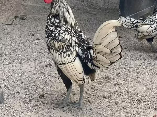 Сибрайт