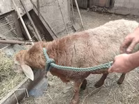 Խոյ, Ոչխարներ — լուսանկար 1