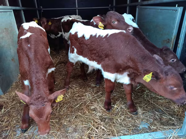 Cattle (batch, sex not specified), Simmental cattle