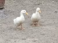 Pekin Alemão — foto 8