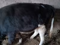 Bovinos (lote, sexo no especificado), Russian Black pied cattle — foto 2