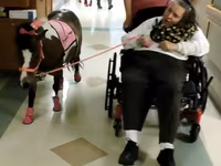 Ձի, Miniature horse — լուսանկար 6