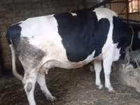 母牛, Russian Black pied cattle — 照片 1