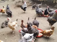 Chickens — Foto 5