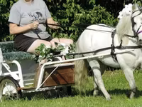 Ձի, Miniature horse — լուսանկար 3