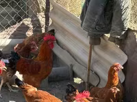 Chickens — foto 2