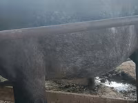 Էգ ձի, Ձիեր — լուսանկար 3