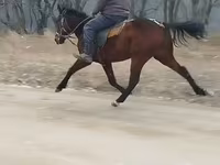 Cavalo, Cavalos — foto 4