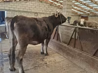 Cow, Swiss cattle — photo 3
