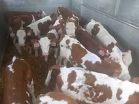 公牛, Simmental cattle — 照片 1