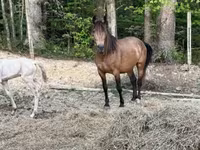 Stute, Black Sea breed — Foto 4