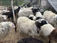 Carneiro, Dorper sheep — foto 7