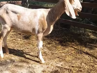 Cabra, Nubian Goat — foto 2