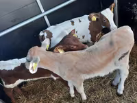 Bulle, Simmental cattle — Foto 2
