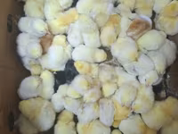 Adler Silver — foto 3