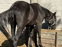 Էգ ձի, Friesian sport horse — լուսանկար 1
