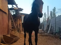 Айғыр, French Trotter — 4-сурет