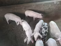 Säue, Schweine — Foto 2