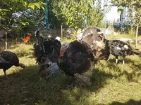 Turkeys — 照片 1