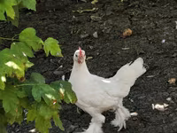 Chickens — photo 1