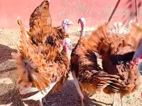 بوربون الأحمر — الصورة 7