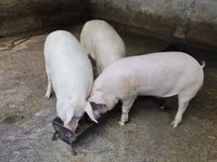 मादा सूअर, Макстер — फ़ोटो 1