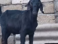 Billy Goat, Anatolian Black goats — photo 1