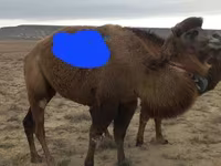Էգ ուղտ, Kazakh Bactrian camel — լուսանկար 3