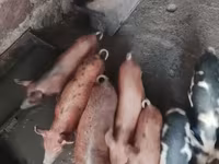Sow, Pigs — photo 1