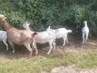 Էգ այծ, LaMancha goats — լուսանկար 3