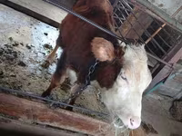 ثور, الماشية — الصورة 3