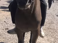 Էգ ձի, Friesian sport horse — լուսանկար 6