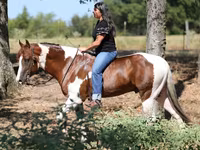 घोड़ा, American paint horse — फ़ोटो 2