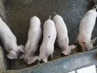 नर सूअर, सूअर — फ़ोटो 2