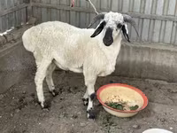 公羊, Suffolk sheep — 照片 2