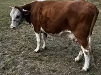 Kuh, Simmental cattle — Foto 4
