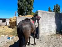 Cavalo, Karabair horse — foto 3