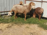 भेड़, Arashan sheep — फ़ोटो 4