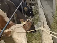 Cow, Alatau breed — photo 5