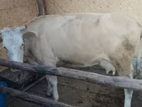 Cow, Latvian Blue cattle — photo 8