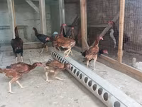 Chickens — լուսանկար 1