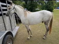 Ձի, Missouri foxtrotter — լուսանկար 2