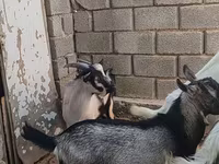 Արու այծ, LaMancha goats — լուսանկար 3