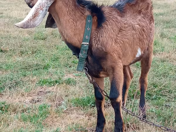 Cabro, Nubian Goat
