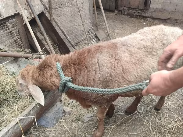 Խոյ, Ոչխարներ